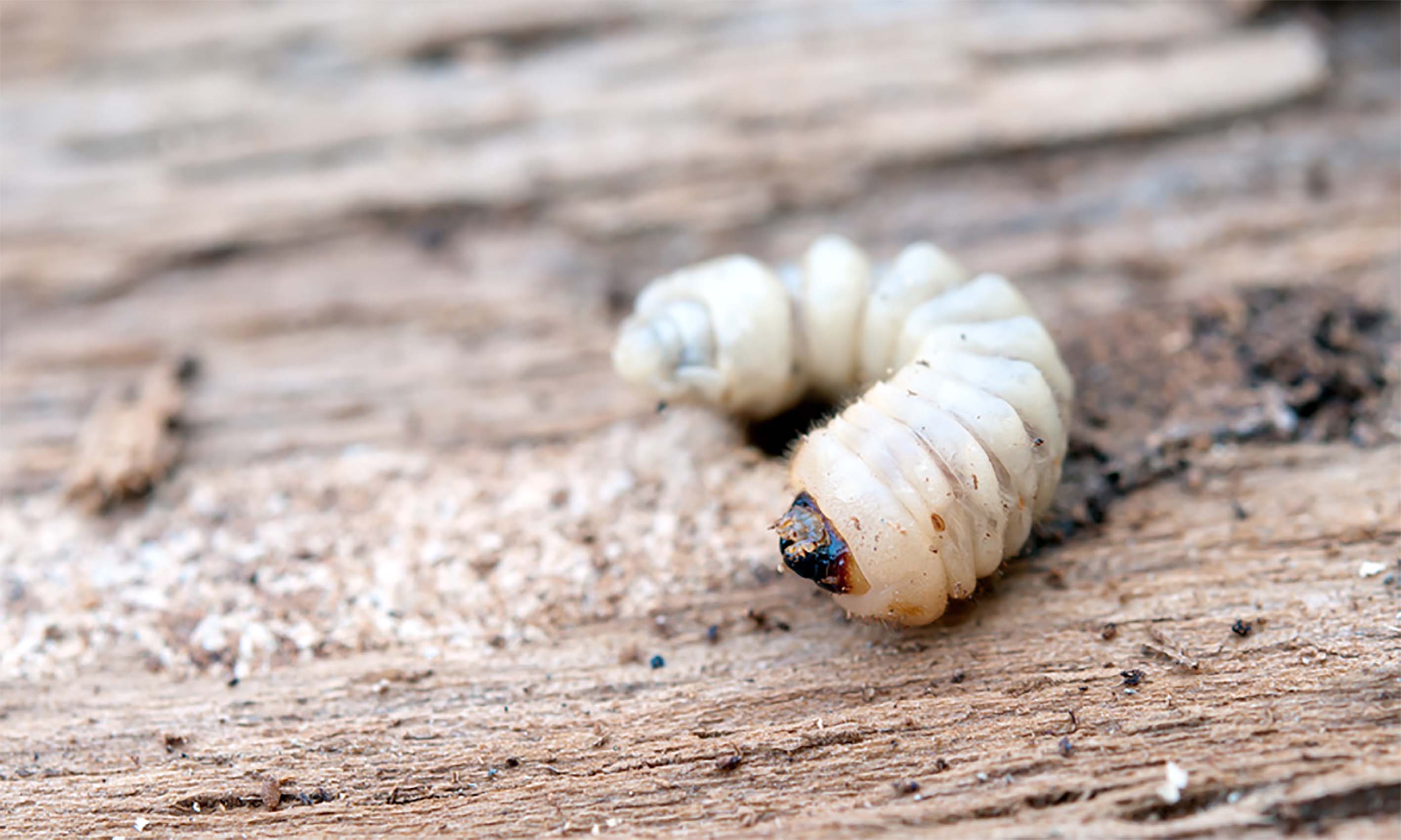 Close up soldier termite on dried leaf