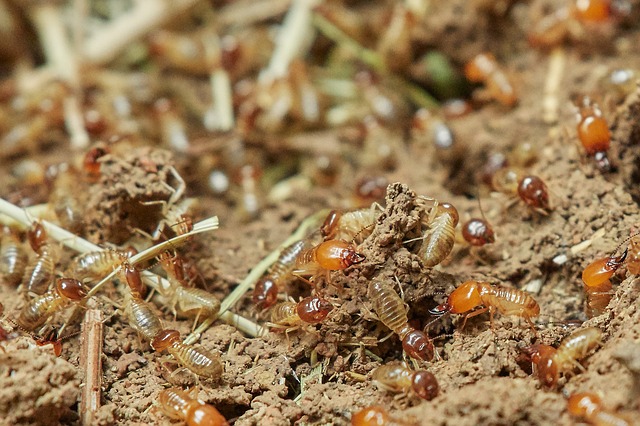 Close up soldier termite on dried leaf